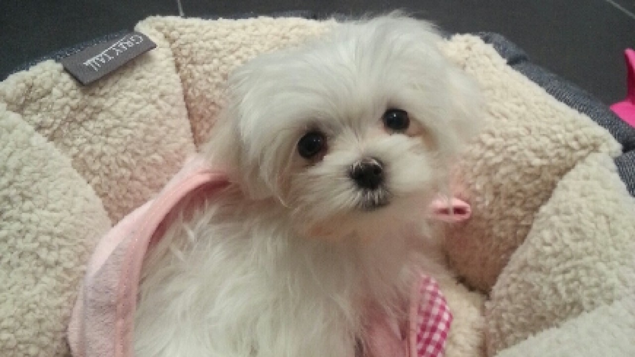 Lilou